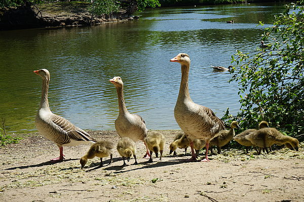 Enten und Wildgänse am Silbersee